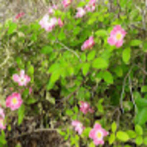 Meet your Posher, Annette